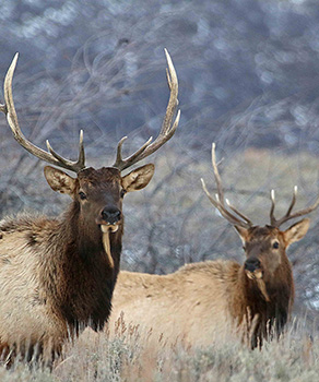 Two bull elk in high grass