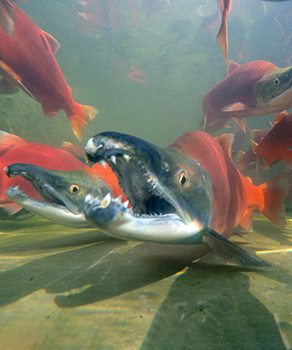 Red kokanee salmon swimming with jaws open