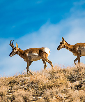 Two pronghorns trotting on wild grass against a blue sky