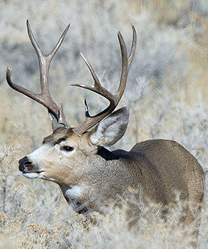 Buck deer standing in heavy brush in Utah's Book Cliffs