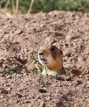 Utah prairie dog sticking its head out of a burrow in the ground