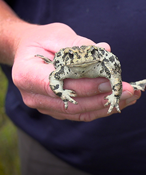 A large boreal toad being held in someone's hand