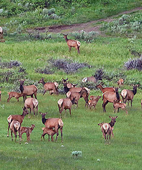 Herd of cow elk in a grassy field