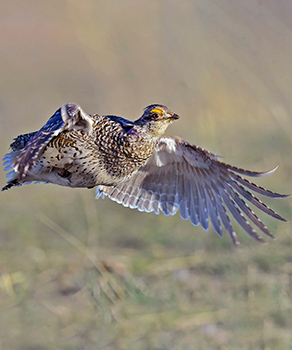 Sharp-tailed grouse, with wings spread, in flight