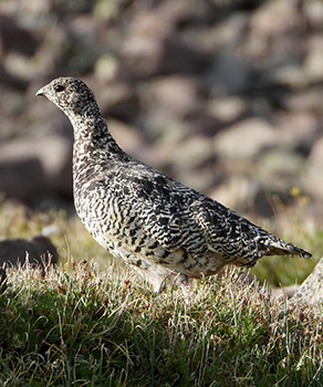 White-tailed ptarmigan standing in a rocky field