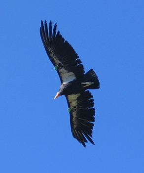 California condor with wings spread, in flight against a blue sky