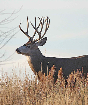 Buck deer in grass in northern Utah