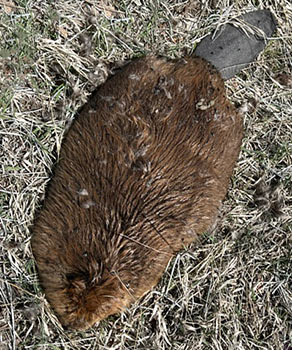 Beaver carcass, afflicted with tularemia, lying flat on grass