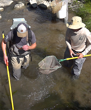 Two biologists conducting disease testing on Bonneville cutthroat trout in Niotche Creek