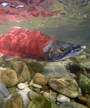 A red male kokanee salmon, with a humped back and elongated jaw, swimming in the shallow Strawberry River during its spawning transformation