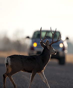 Buck deer standing in a road in Oak City, Utah, in front of an oncoming truck