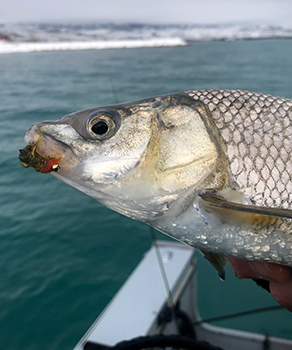 Hand holding a caught Bonneville whitefish at crystal-clear Bear Lake in the winter