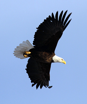 Bald eagle in flight, with wings spread, against a blue sky