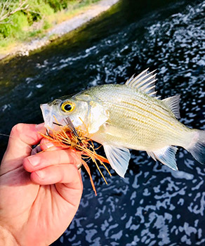 Hand holding a caught white bass with a knot in the reel