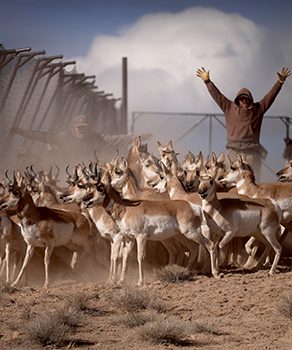 DWR employees standing behind a herd of pronghorn at Parker Mountain, hazing them toward a netted trap