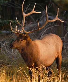A bull elk at Panguitch Lake during the rut