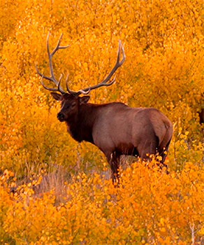 Elk standing in a field of golden autumn leaves