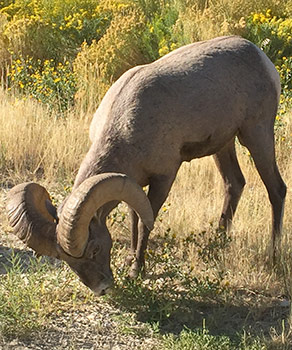 Bighorn sheep ram bending down to eat grass