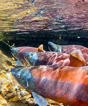 Red kokanee salmon swimming at Twin Creeks during the fall migration spawn