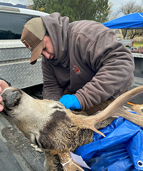 DWR technician removing lymph nodes from a harvested buck deer in the bed of a truck