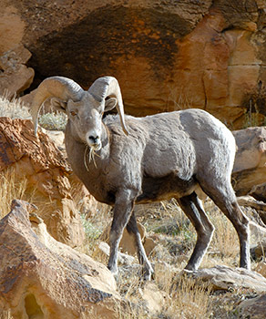 Bighorn sheep ram standing in rocks, chewing grass
