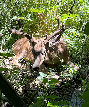 Deer with chronic wasting disease crouching in a forest