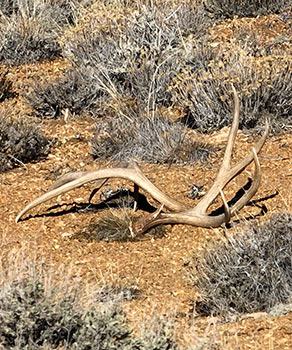 Shed mule deer antlers sitting on the ground in the southern Utah desert