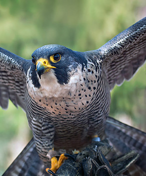 Peregrine falcon