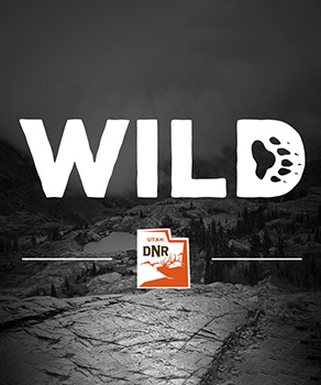 Listen to "Wild" podcast episode 33: Wildlife pilot