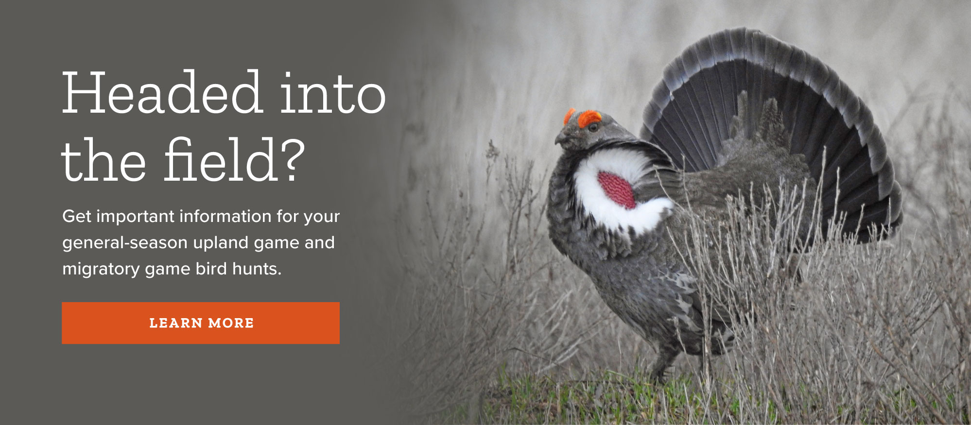 Upland game and migratory game bird hunts
