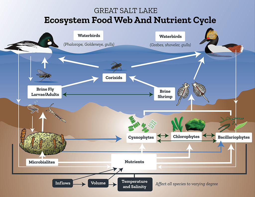 Ecosystem Food Web and Nutrient Cycle chart by Barrett & Belovsky