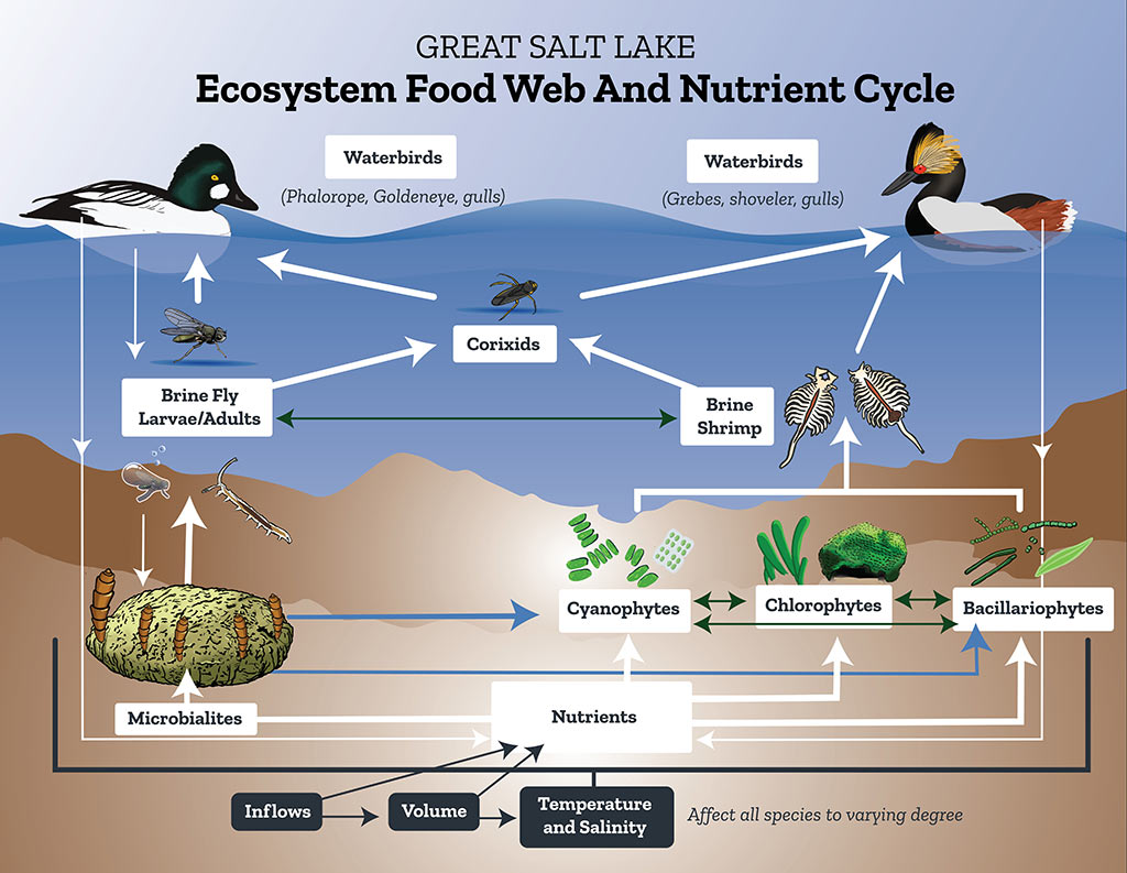 lake superior food chain animal