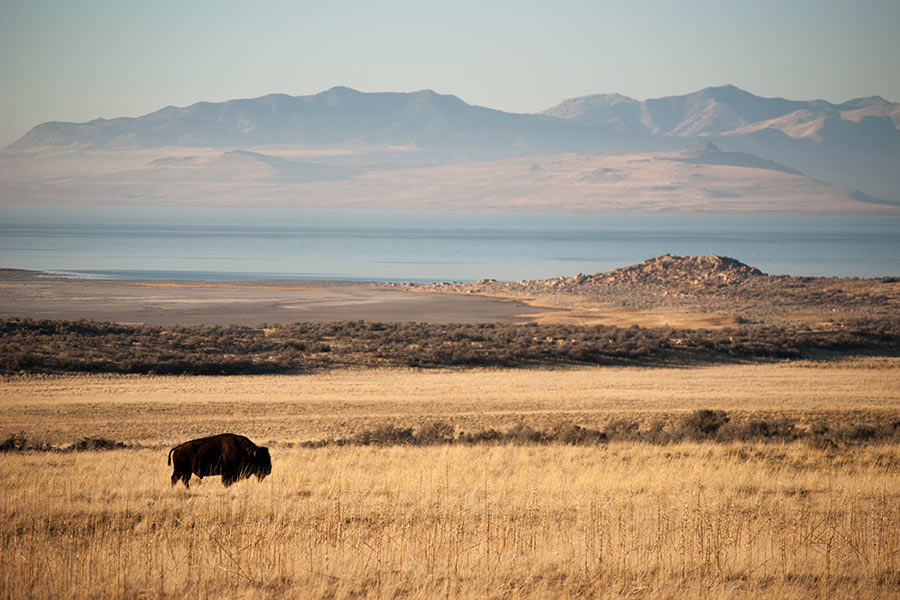 Bison grazing on Antelope Island