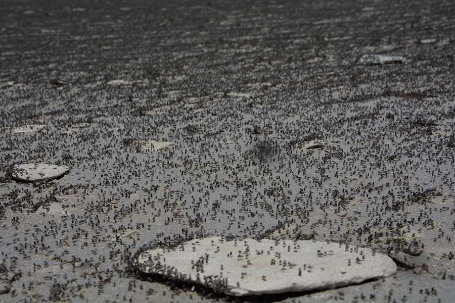 Brine flies on Antelope Island