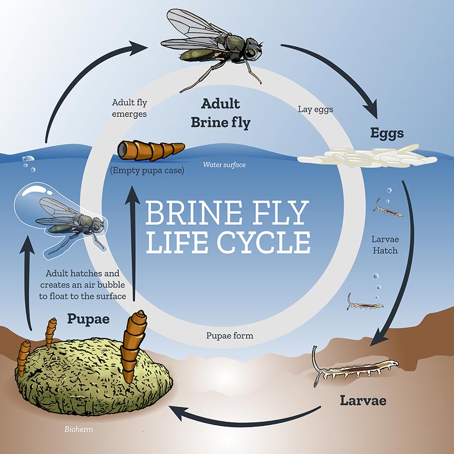 Diagram of brine fly life cycle