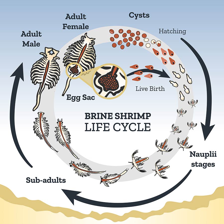 Diagram of brine shrimp life cycle