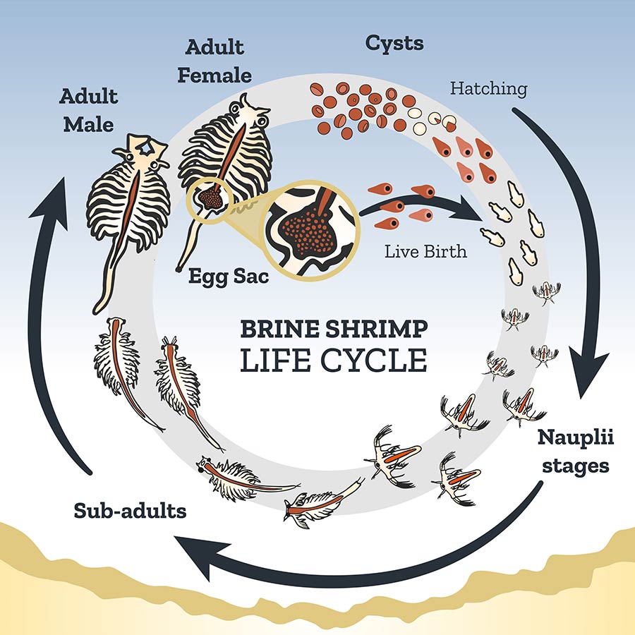 mature brine shrimp