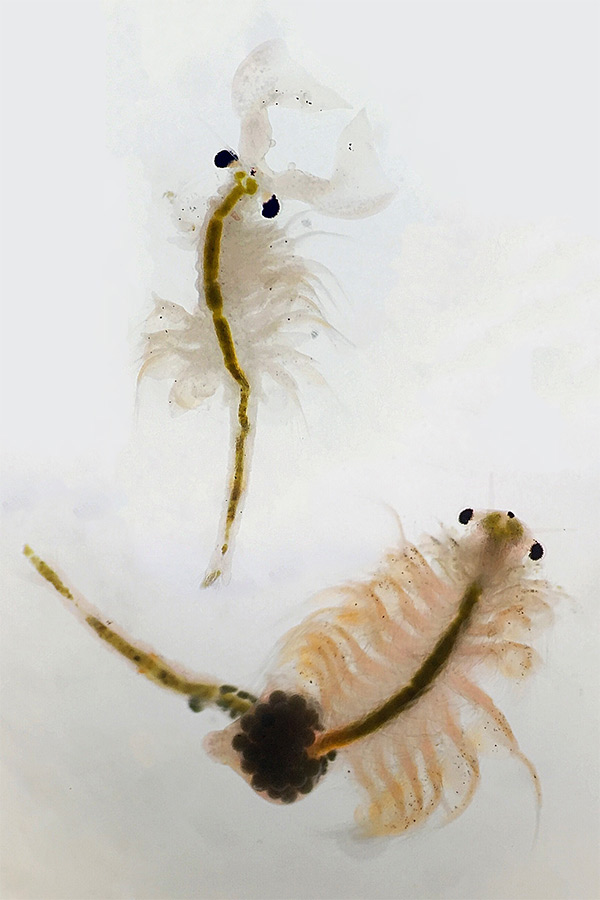 Male and female brine shrimp