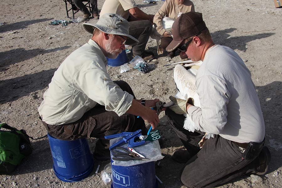 Great Salt Lake researchers with birds