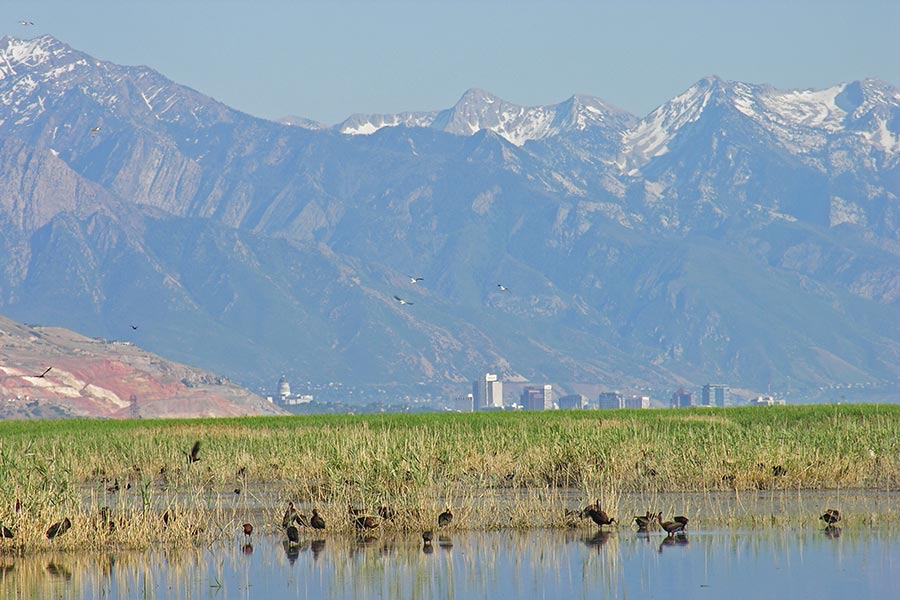 Wetlands and Salt Lake City in the background