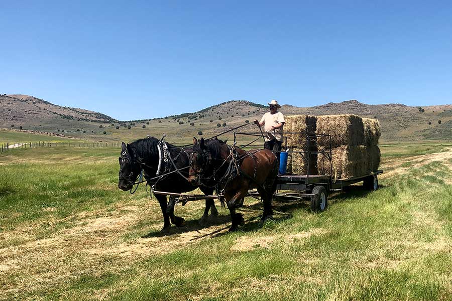 DWR employee in a horse-drawn wagon pulling bales of hay
