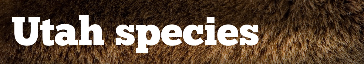 Utah Species Field Guide