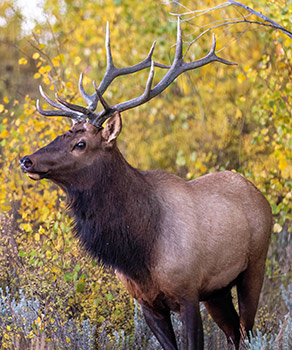 Bull elk under a tree in a forest, surrounded by fall leaves