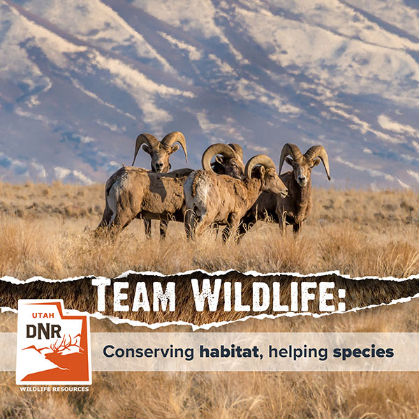 Team Wildlife: Conserving habitat, helping species