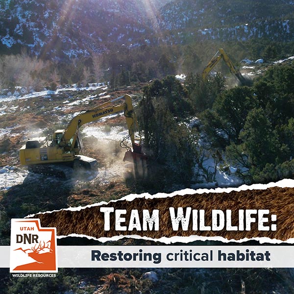 Team Wildlife: Restoring habitat