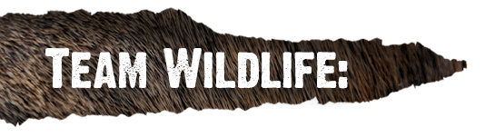 Team Wildlife profile