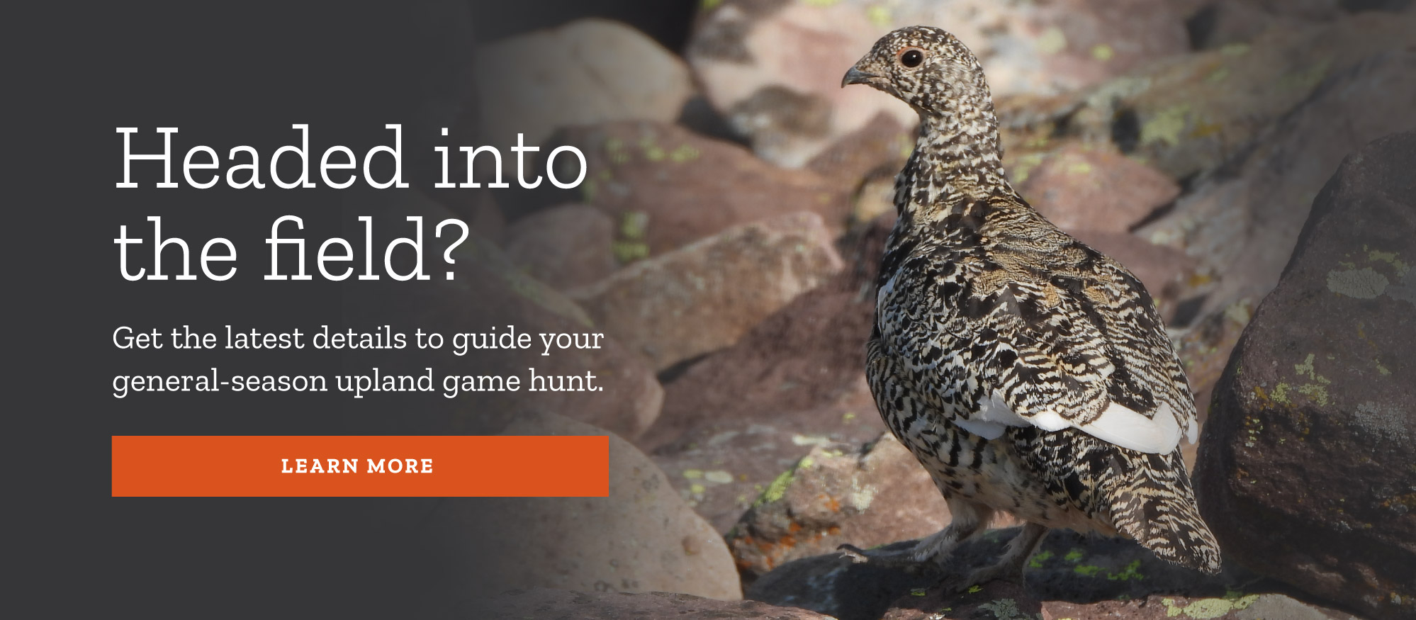 upland game hunts