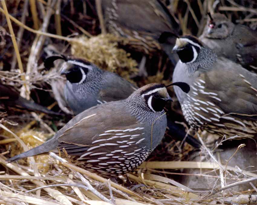 Determining the Age of a Quail from Wing Feathers - Project Upland