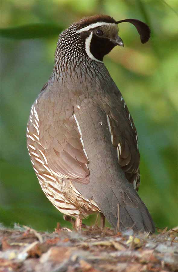 Determining the Age of a Quail from Wing Feathers - Project Upland