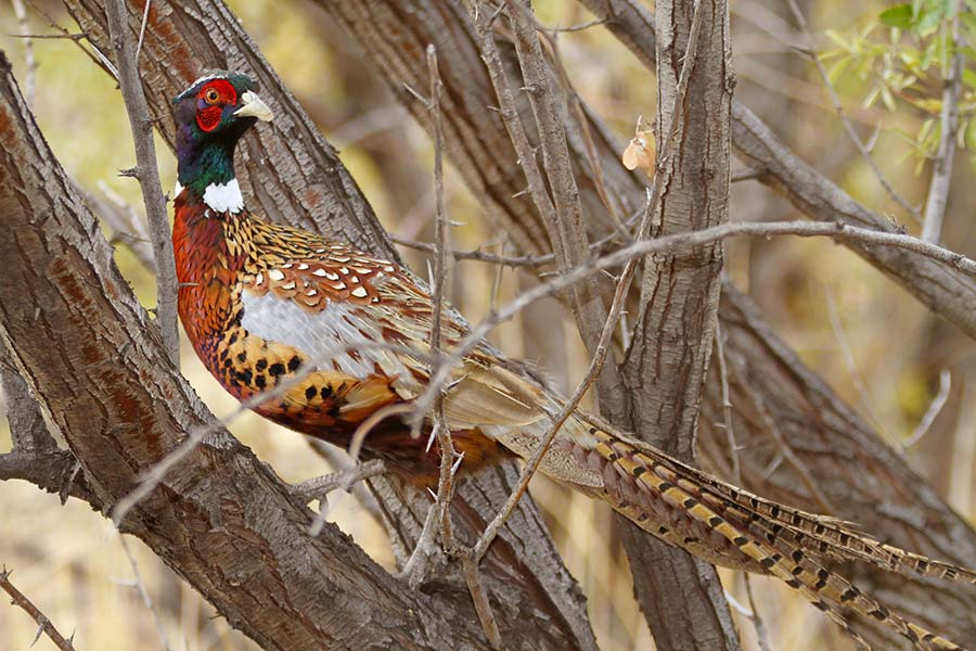 Pheasant perched on a tree branch